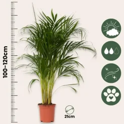 Kamerplanten-Plant in a Box Areca goudpalm - Dypsis lutescens - Hoogte 100-120cm - ⌀21cm