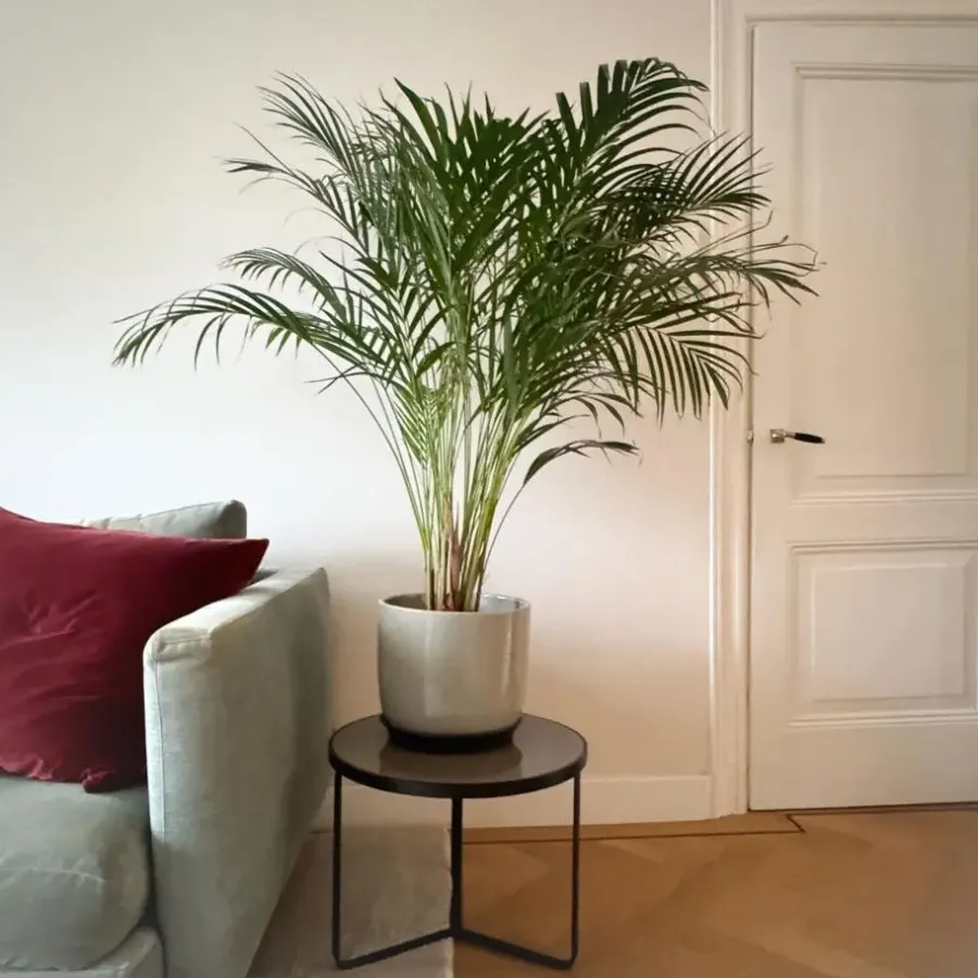 Kamerplanten-Plant in a Box Areca goudpalm - Dypsis lutescens - Hoogte 100-120cm - ⌀21cm