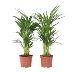 Plant in a Box Areca goudpalm - Set van 2 - Dypsis lutescens - Hoogte 60-70cm - ⌀17cm