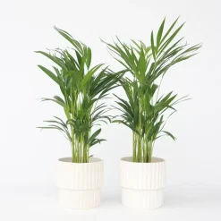 Plant in a Box Areca goudpalm - Set van 2 - Dypsis lutescens - Hoogte 60-70cm - ⌀17cm