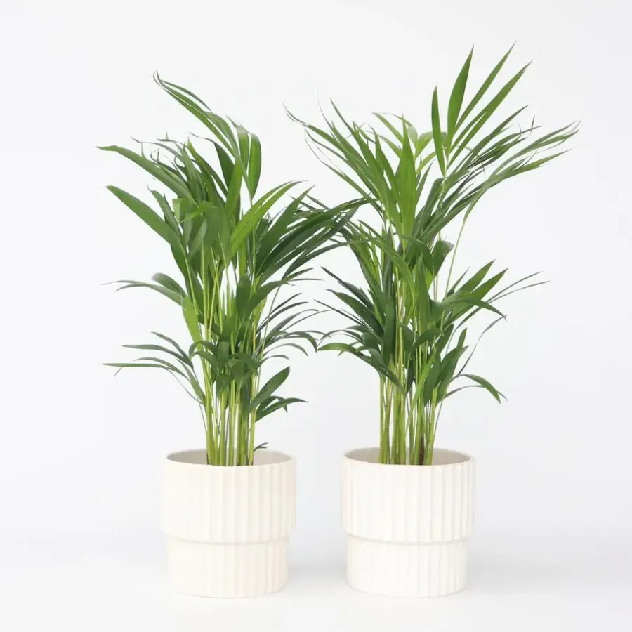 Plant in a Box Areca goudpalm - Set van 2 - Dypsis lutescens - Hoogte 60-70cm - ⌀17cm