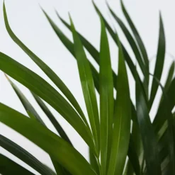 Plant in a Box Areca goudpalm - Set van 2 - Dypsis lutescens - Hoogte 60-70cm - ⌀17cm