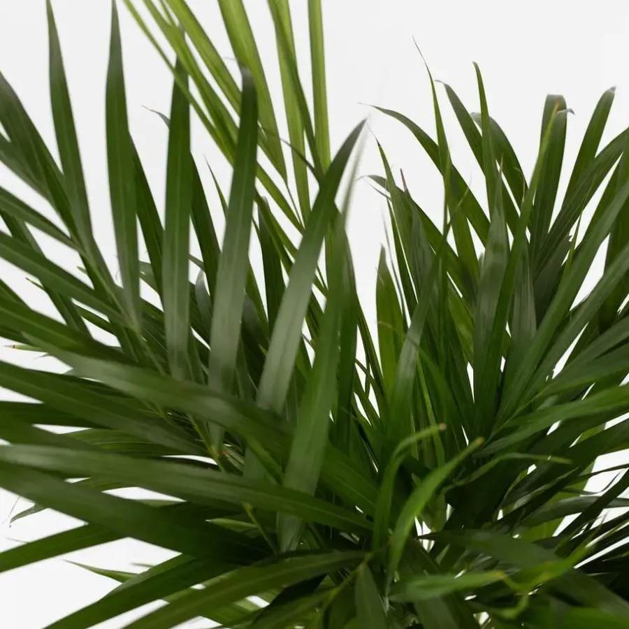 Plant in a Box Areca goudpalm - Set van 2 - Dypsis lutescens - Hoogte 60-70cm - ⌀17cm