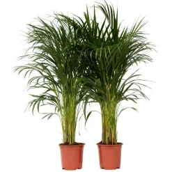 Plant in a Box Areca goudpalm - Set van 2 - Dypsis lutescens - Hoogte 100-120cm - ⌀21cm