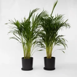 Plant in a Box Areca goudpalm - Set van 2 - Dypsis lutescens - Hoogte 100-120cm - ⌀21cm