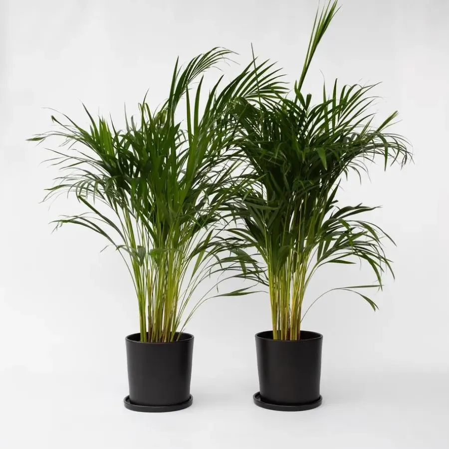 Plant in a Box Areca goudpalm - Set van 2 - Dypsis lutescens - Hoogte 100-120cm - ⌀21cm