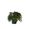 Bomen-Plant in a Box Australische laurier - Pittosporum tobira nanum - Hoogte 30-40cm - ⌀19cm