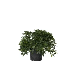 Bomen-Plant in a Box Australische laurier - Pittosporum tobira nanum - Hoogte 30-40cm - ⌀19cm