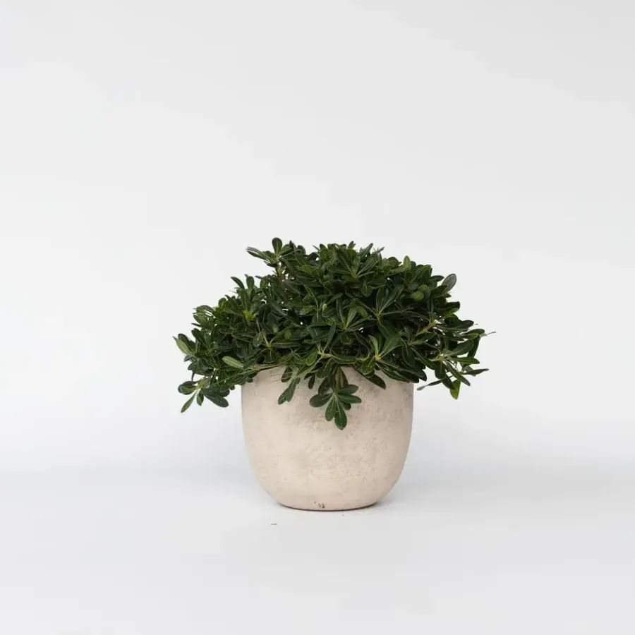 Bomen-Plant in a Box Australische laurier - Pittosporum tobira nanum - Hoogte 30-40cm - ⌀19cm