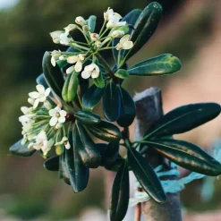 Bomen-Plant in a Box Australische laurier - Pittosporum tobira nanum - Hoogte 30-40cm - ⌀19cm