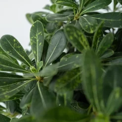 Bomen-Plant in a Box Australische laurier - Pittosporum tobira nanum - Hoogte 30-40cm - ⌀19cm