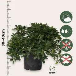 Bomen-Plant in a Box Australische laurier - Pittosporum tobira nanum - Hoogte 30-40cm - ⌀19cm