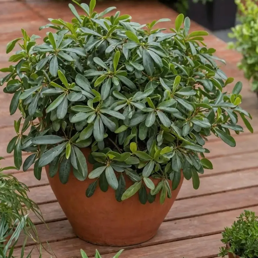 Bomen-Plant in a Box Australische laurier - Pittosporum tobira nanum - Hoogte 30-40cm - ⌀19cm