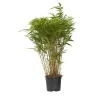 Planten-Plant in a Box Bamboe - Fargesia nitida 'Gansu' - Hoogte 50-70cm - ⌀17cm