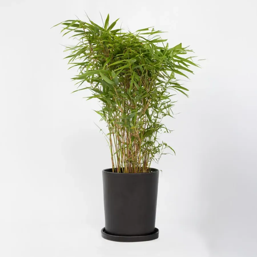Planten-Plant in a Box Bamboe - Fargesia nitida 'Gansu' - Hoogte 50-70cm - ⌀17cm