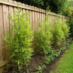 Planten-Plant in a Box Bamboe - Fargesia nitida 'Gansu' - Hoogte 50-70cm - ⌀17cm
