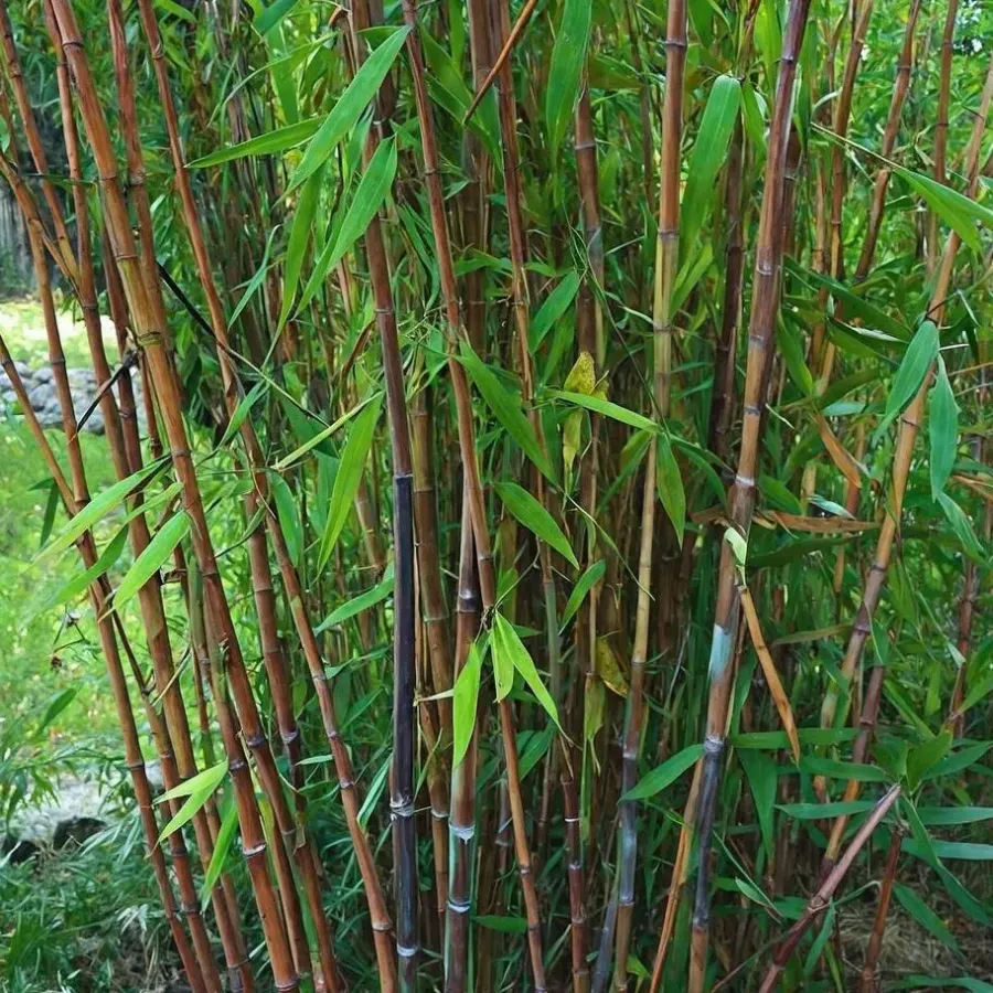 Planten-Plant in a Box Bamboe - Fargesia nitida 'Gansu' - Hoogte 50-70cm - ⌀17cm