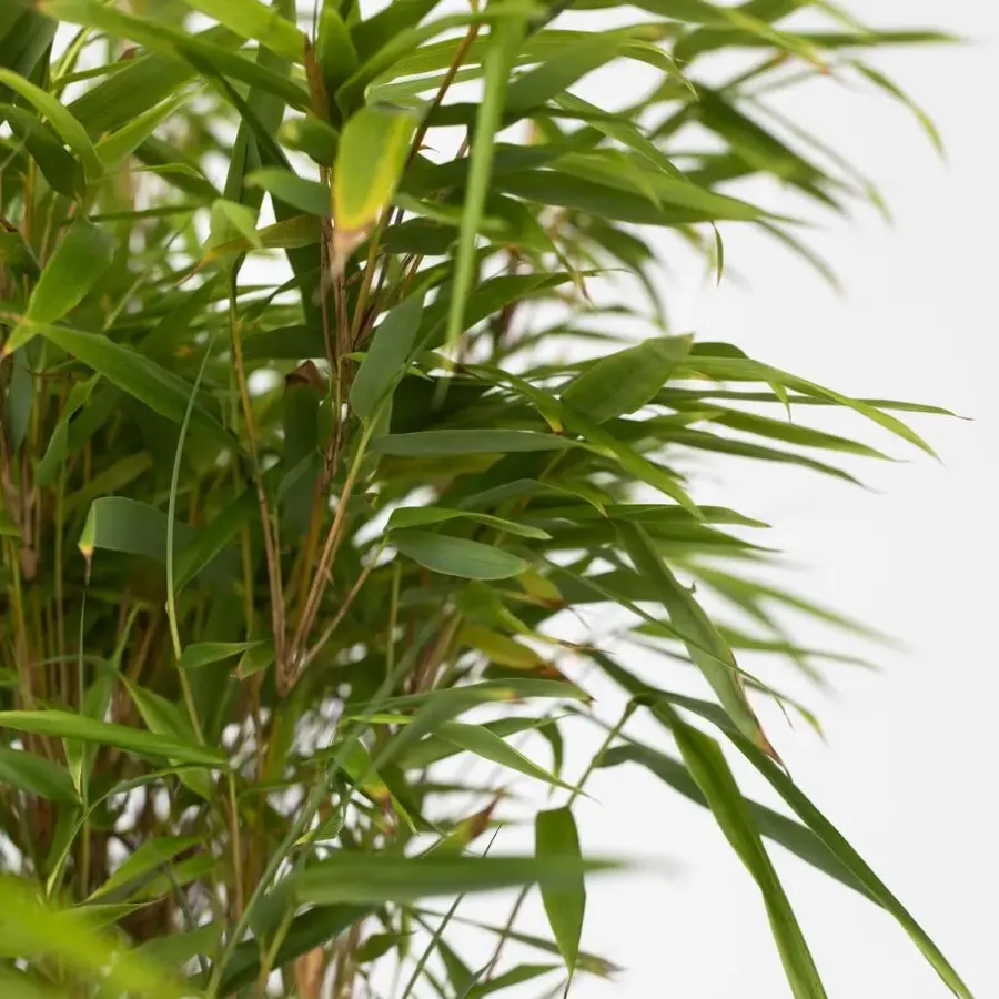 Planten-Plant in a Box Bamboe - Fargesia nitida 'Gansu' - Hoogte 50-70cm - ⌀17cm