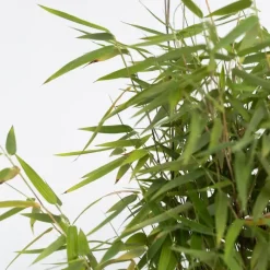 Plant in a Box Bamboe - Fargesia nitida 'Red Dragon' - Hoogte 50-70cm - ⌀17cm