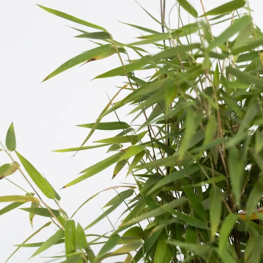 Plant in a Box Bamboe - Fargesia nitida 'Red Dragon' - Hoogte 50-70cm - ⌀17cm