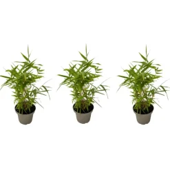 Plant in a Box Bamboe - Set van 3 - Fargesia nitida 'Black Dragon' - Hoogte 25-40cm - ⌀14cm