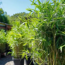 Plant in a Box Bamboe - Set van 3 - Fargesia nitida 'Black Dragon' - Hoogte 25-40cm - ⌀14cm