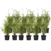 Planten-Plant in a Box Bamboe - Set van 12 - Fargesia nitida 'Red Dragon' - Hoogte 50-70cm - ⌀17cm