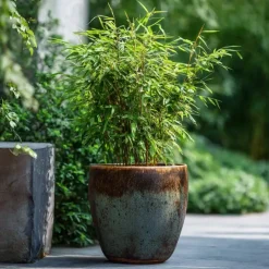 Planten-Plant in a Box Bamboe - Set van 12 - Fargesia nitida 'Red Dragon' - Hoogte 50-70cm - ⌀17cm