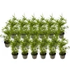 Plant in a Box Bamboe - Set van 18 - Fargesia nitida 'Black Dragon' - Hoogte 25-40cm - ⌀14cm