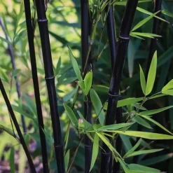 Plant in a Box Bamboe - Set van 18 - Fargesia nitida 'Black Dragon' - Hoogte 25-40cm - ⌀14cm