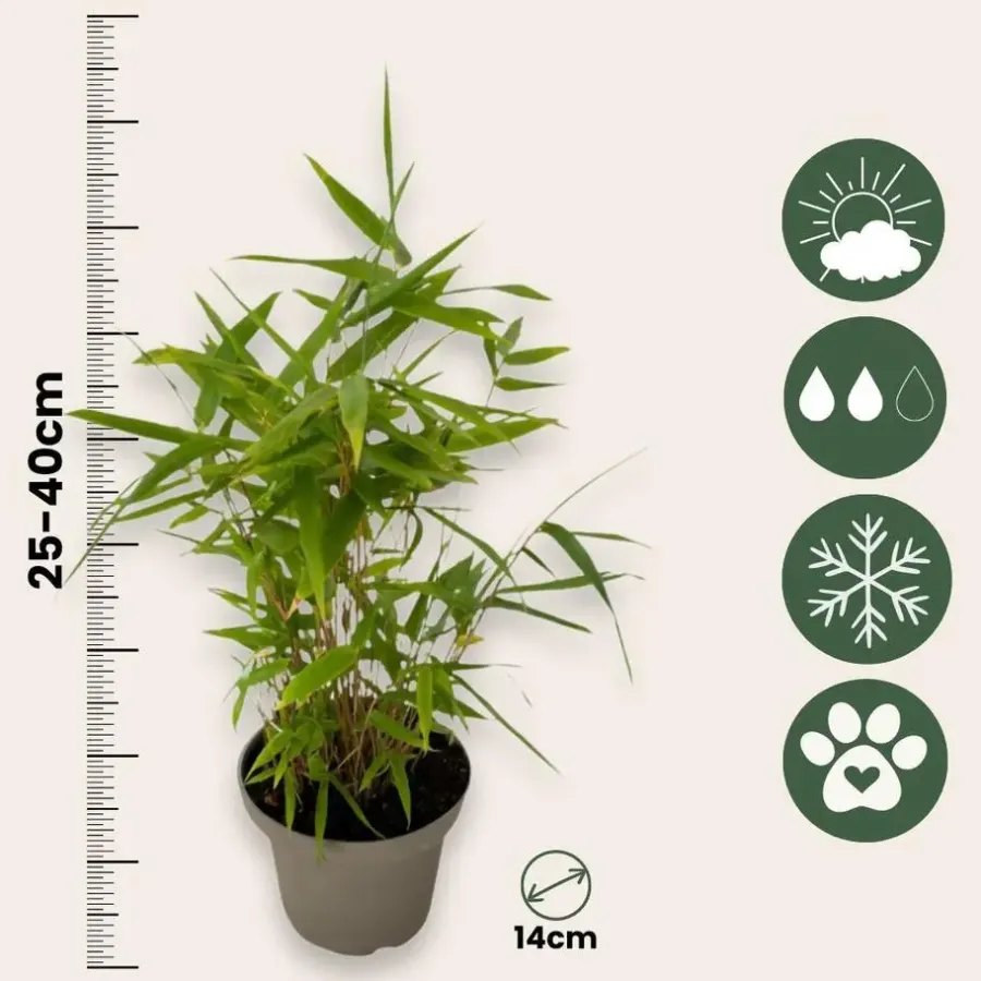 Plant in a Box Bamboe - Set van 18 - Fargesia nitida 'Black Dragon' - Hoogte 25-40cm - ⌀14cm