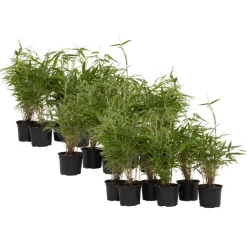 Planten-Plant in a Box Bamboe - Set van 18 - Fargesia rufa - Hoogte 25-40cm - ⌀13cm