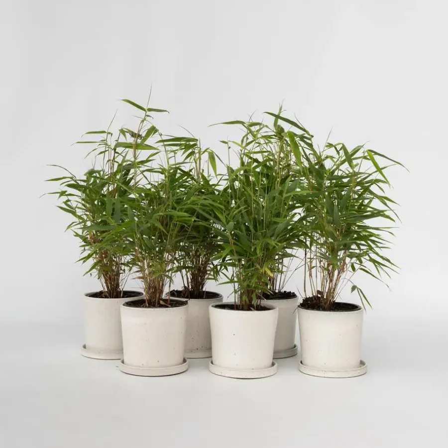 Planten-Plant in a Box Bamboe - Set van 18 - Fargesia rufa - Hoogte 25-40cm - ⌀13cm