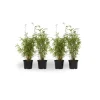 Planten-Plant in a Box Bamboe - Set van 4 - Fargesia nitida 'Red Dragon' - Hoogte 50-70cm - ⌀17cm