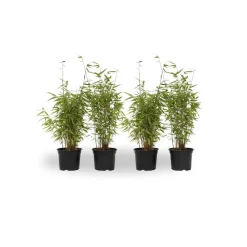 Planten-Plant in a Box Bamboe - Set van 4 - Fargesia nitida 'Red Dragon' - Hoogte 50-70cm - ⌀17cm
