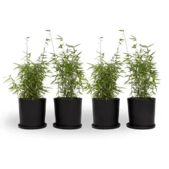 Planten-Plant in a Box Bamboe - Set van 4 - Fargesia nitida 'Red Dragon' - Hoogte 50-70cm - ⌀17cm
