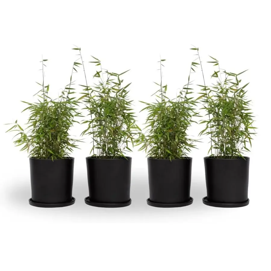Planten-Plant in a Box Bamboe - Set van 4 - Fargesia nitida 'Red Dragon' - Hoogte 50-70cm - ⌀17cm