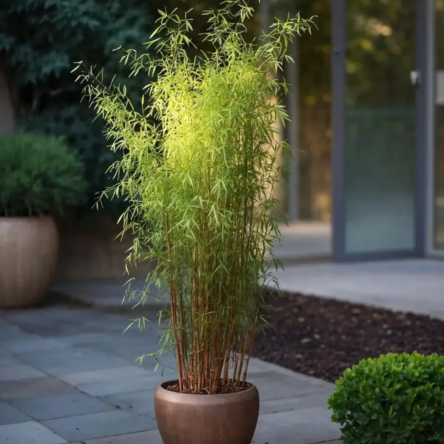 Planten-Plant in a Box Bamboe - Set van 4 - Fargesia nitida 'Red Dragon' - Hoogte 50-70cm - ⌀17cm