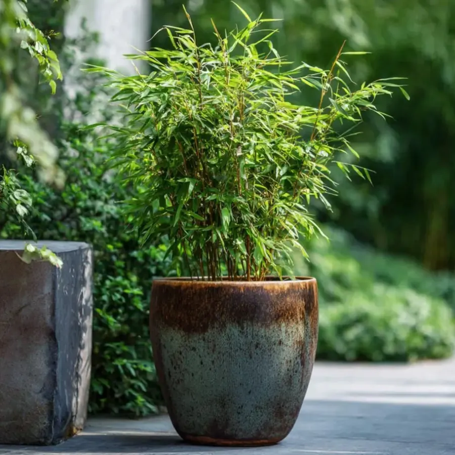 Planten-Plant in a Box Bamboe - Set van 4 - Fargesia nitida 'Red Dragon' - Hoogte 50-70cm - ⌀17cm