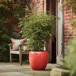 Planten-Plant in a Box Bamboe - Set van 4 - Fargesia nitida 'Red Dragon' - Hoogte 50-70cm - ⌀17cm