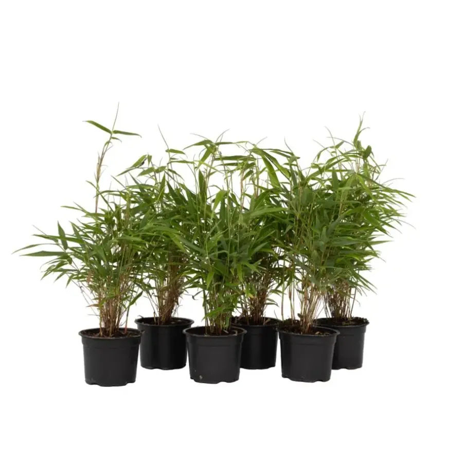 Plant in a Box Bamboe - Set van 6 - Fargesia rufa - Hoogte 25-40cm - ⌀13cm