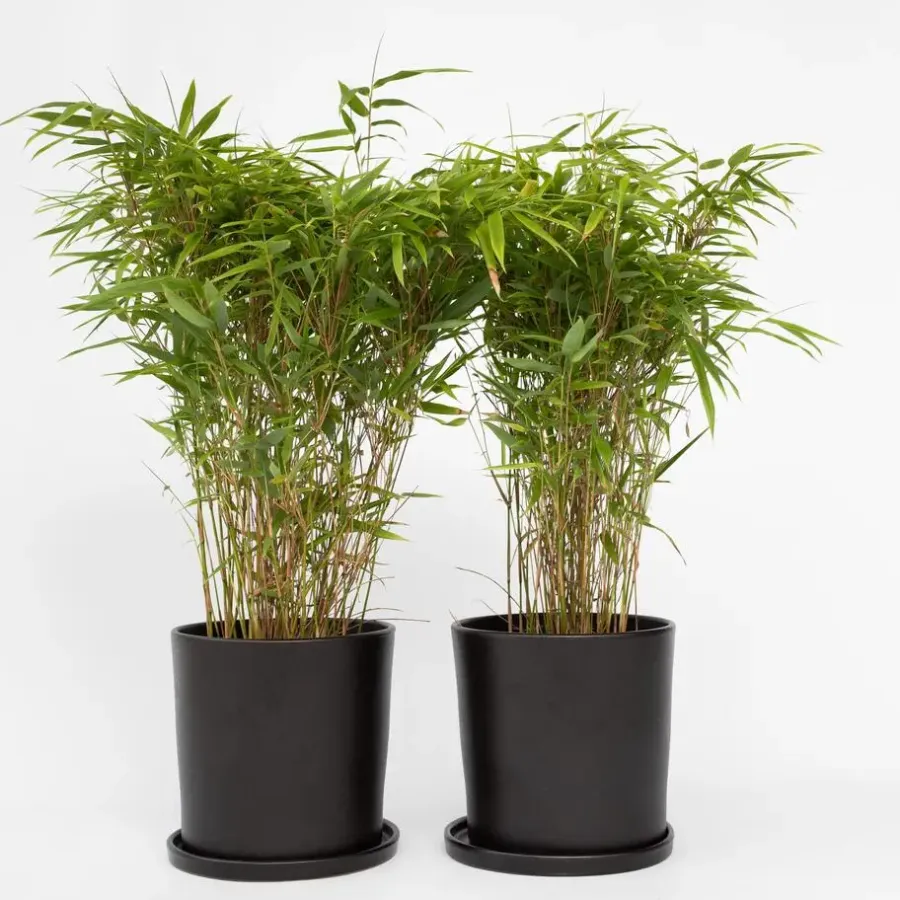 Planten-Plant in a Box Bamboe - Set van 12 - Fargesia nitida 'Gansu' - Hoogte 50-70cm - ⌀17cm