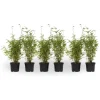 Planten-Plant in a Box Bamboe - Set van 6 - Fargesia nitida 'Red Dragon' - Hoogte 50-70cm - ⌀17cm