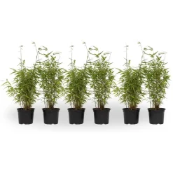 Planten-Plant in a Box Bamboe - Set van 6 - Fargesia nitida 'Red Dragon' - Hoogte 50-70cm - ⌀17cm