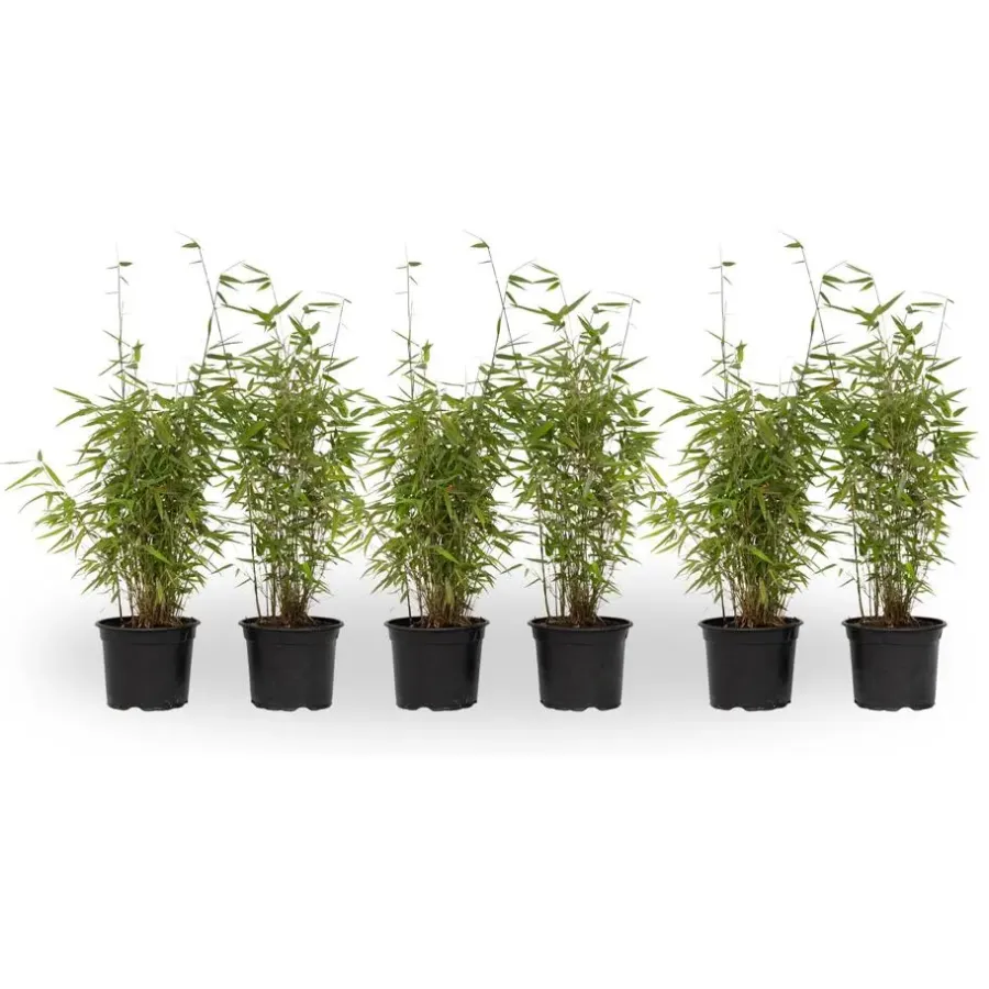 Planten-Plant in a Box Bamboe - Set van 6 - Fargesia nitida 'Red Dragon' - Hoogte 50-70cm - ⌀17cm