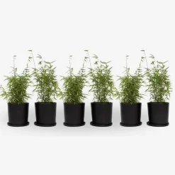Planten-Plant in a Box Bamboe - Set van 6 - Fargesia nitida 'Red Dragon' - Hoogte 50-70cm - ⌀17cm