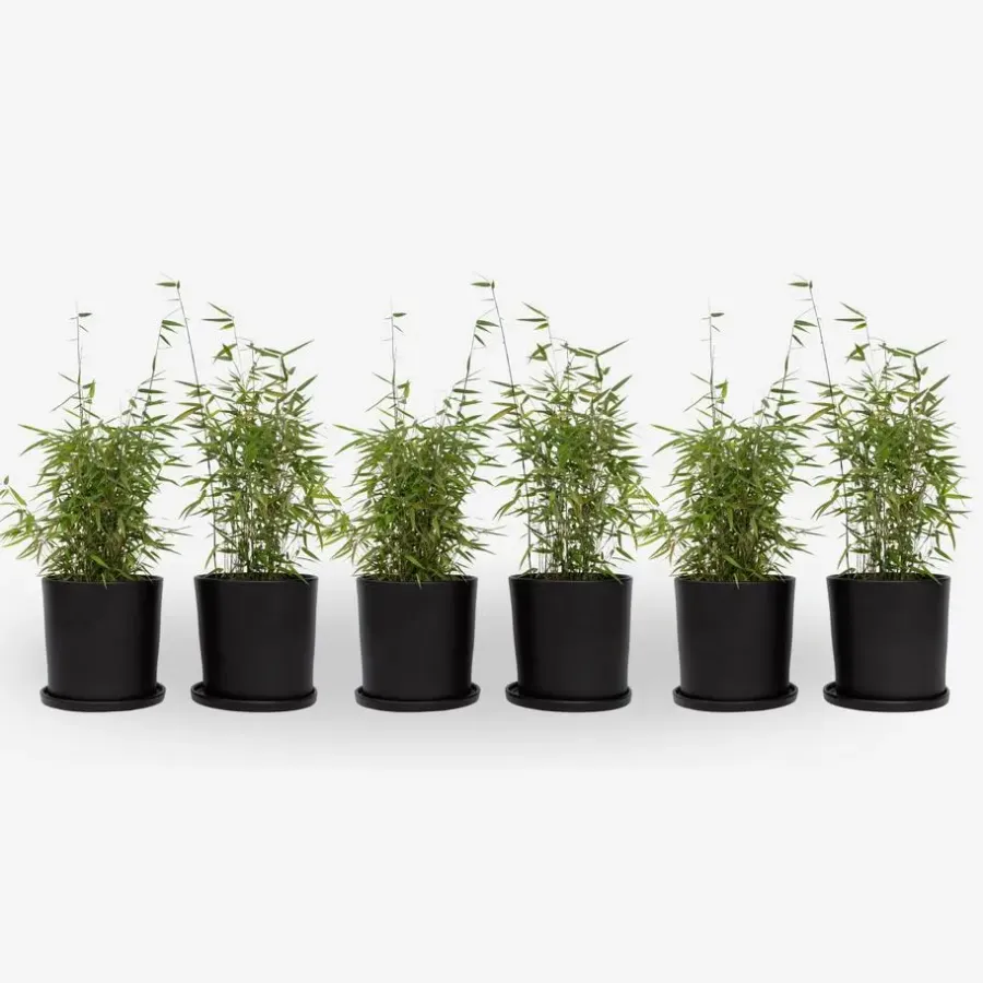 Planten-Plant in a Box Bamboe - Set van 6 - Fargesia nitida 'Red Dragon' - Hoogte 50-70cm - ⌀17cm