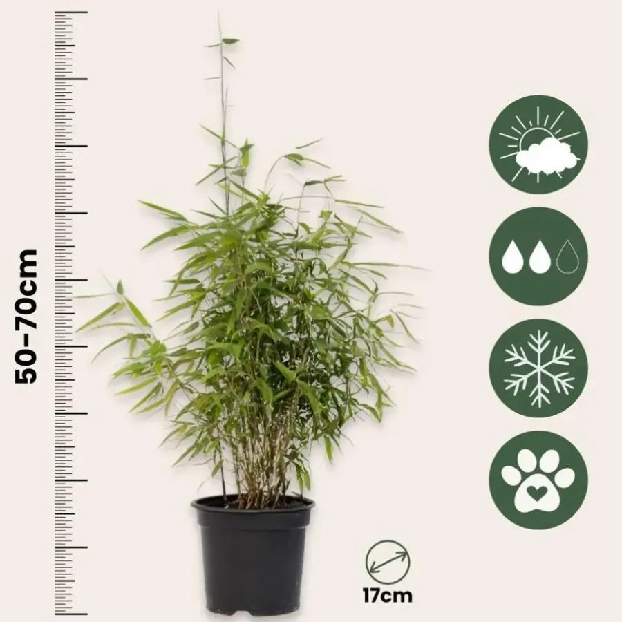 Planten-Plant in a Box Bamboe - Set van 6 - Fargesia nitida 'Red Dragon' - Hoogte 50-70cm - ⌀17cm