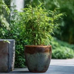 Planten-Plant in a Box Bamboe - Set van 6 - Fargesia nitida 'Red Dragon' - Hoogte 50-70cm - ⌀17cm