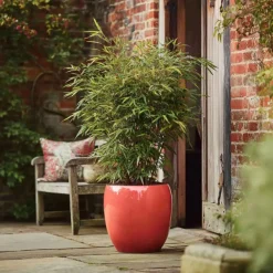 Planten-Plant in a Box Bamboe - Set van 6 - Fargesia nitida 'Red Dragon' - Hoogte 50-70cm - ⌀17cm